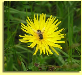 Bee Flower in the Meadow - Original Photography by Keith Howchi Kilburn