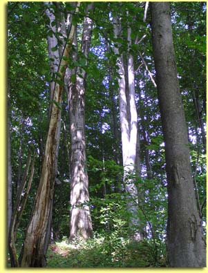 White birch near Basecamp, Carpathian Mountains, Ukraine