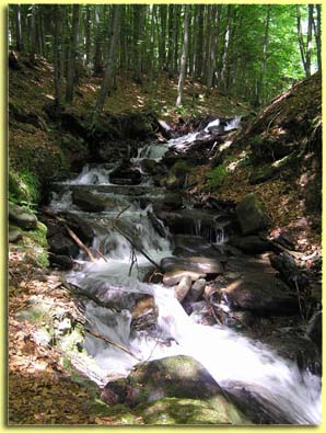 Creek near Basecamp, Carpathian Mountains, Ukraine