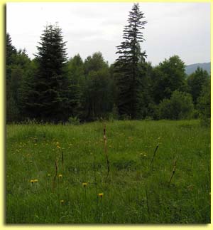 Threshold circle in the meadow